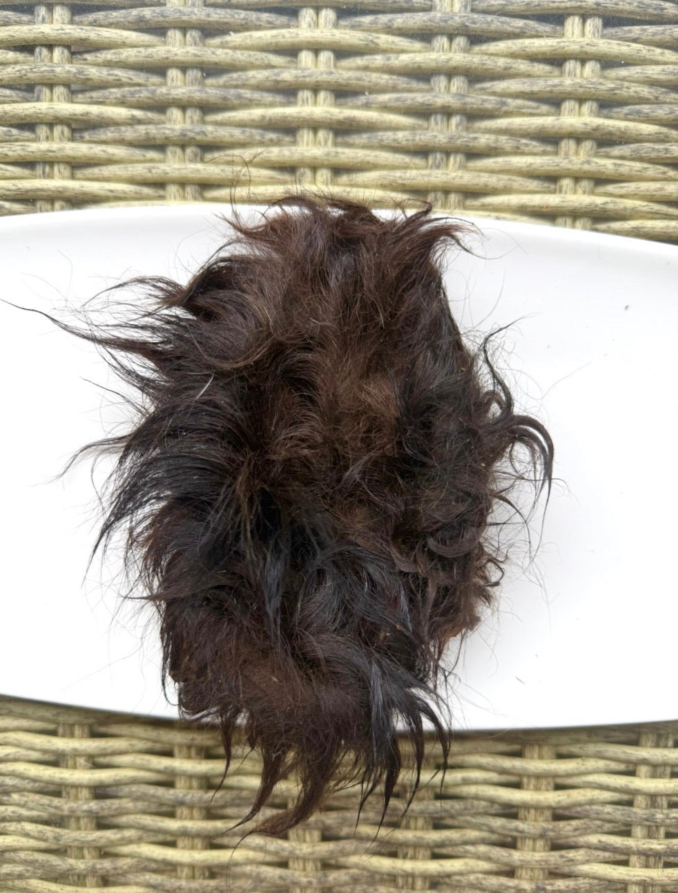 BISON EAR (FUR ON) 🦬