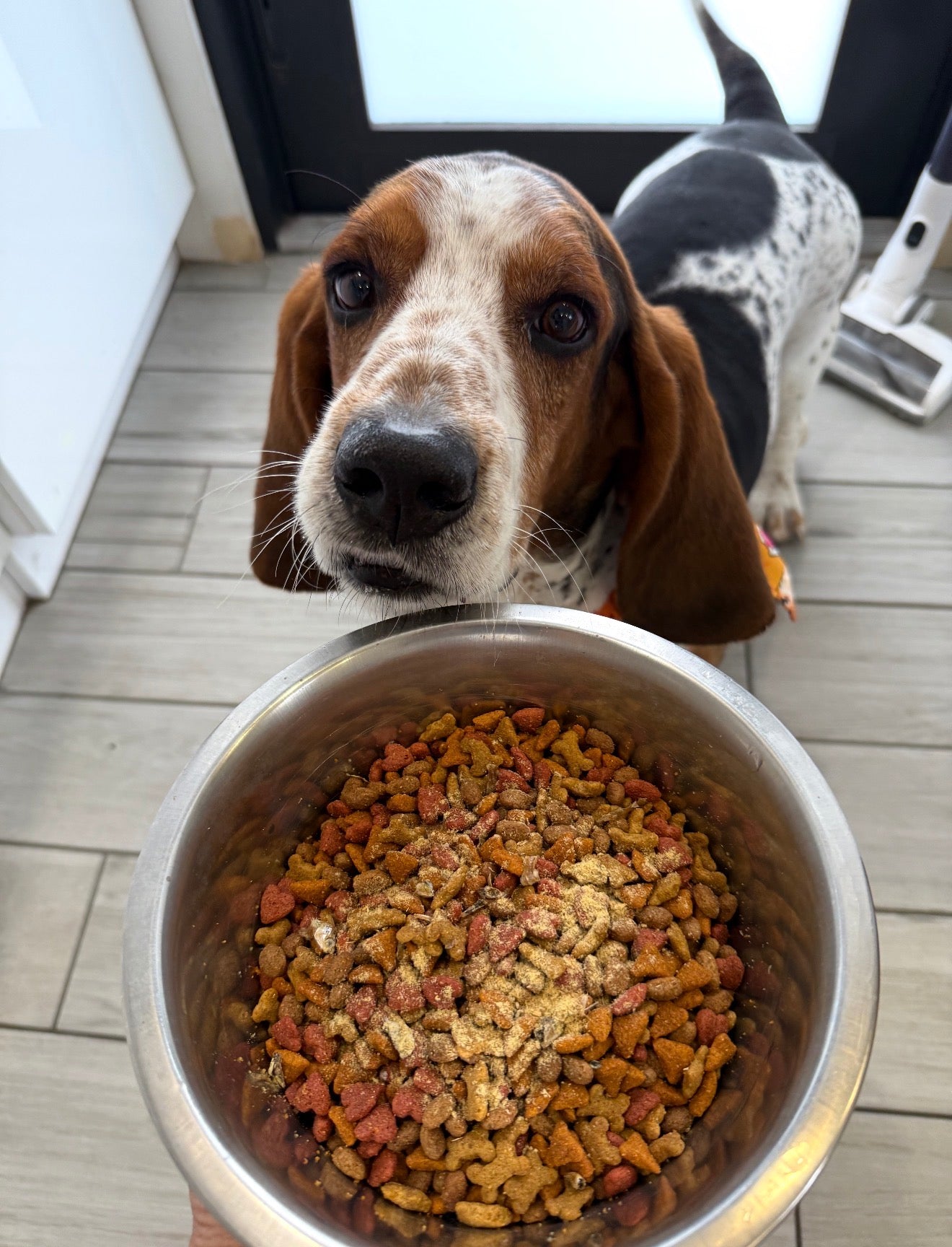 🦪 Green Lipped Mussel Powder