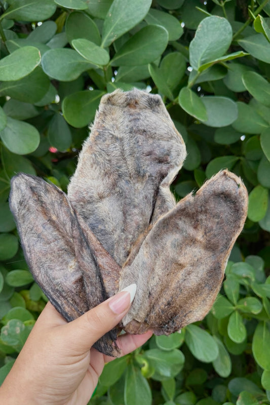 WATER BUFFALO EAR (FUR ON) 🦬