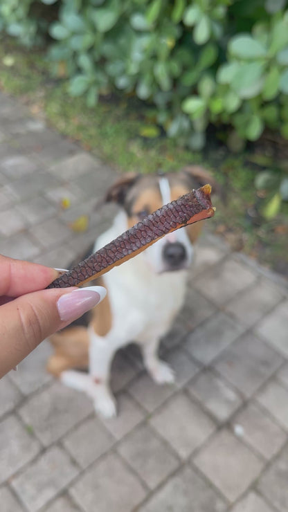 BEAVER TAIL STRIPS 🦫