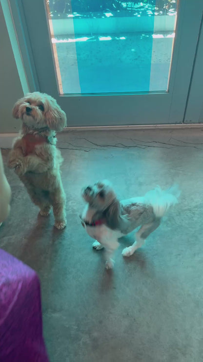 🐇 Wild Rabbit Chips